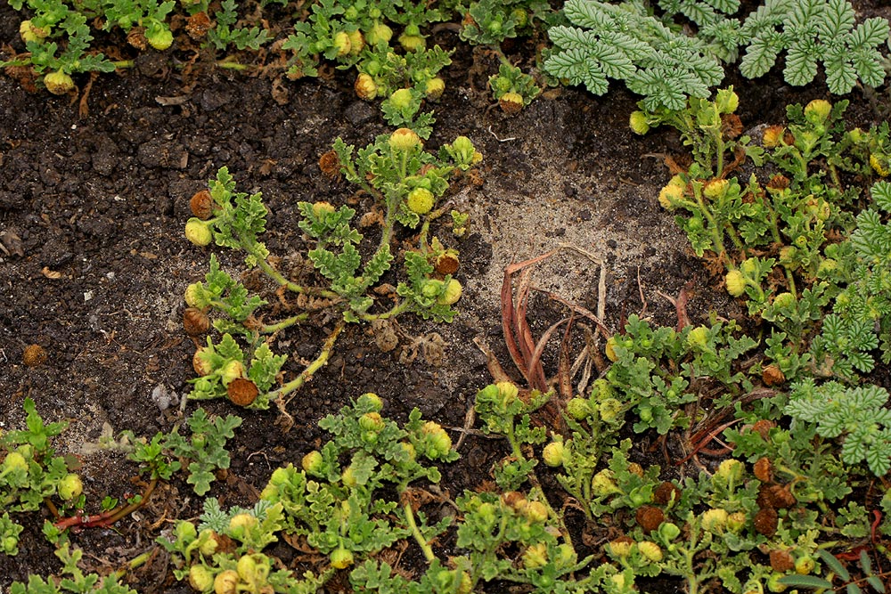 Grangea maderaspatana Grangea maderaspatana