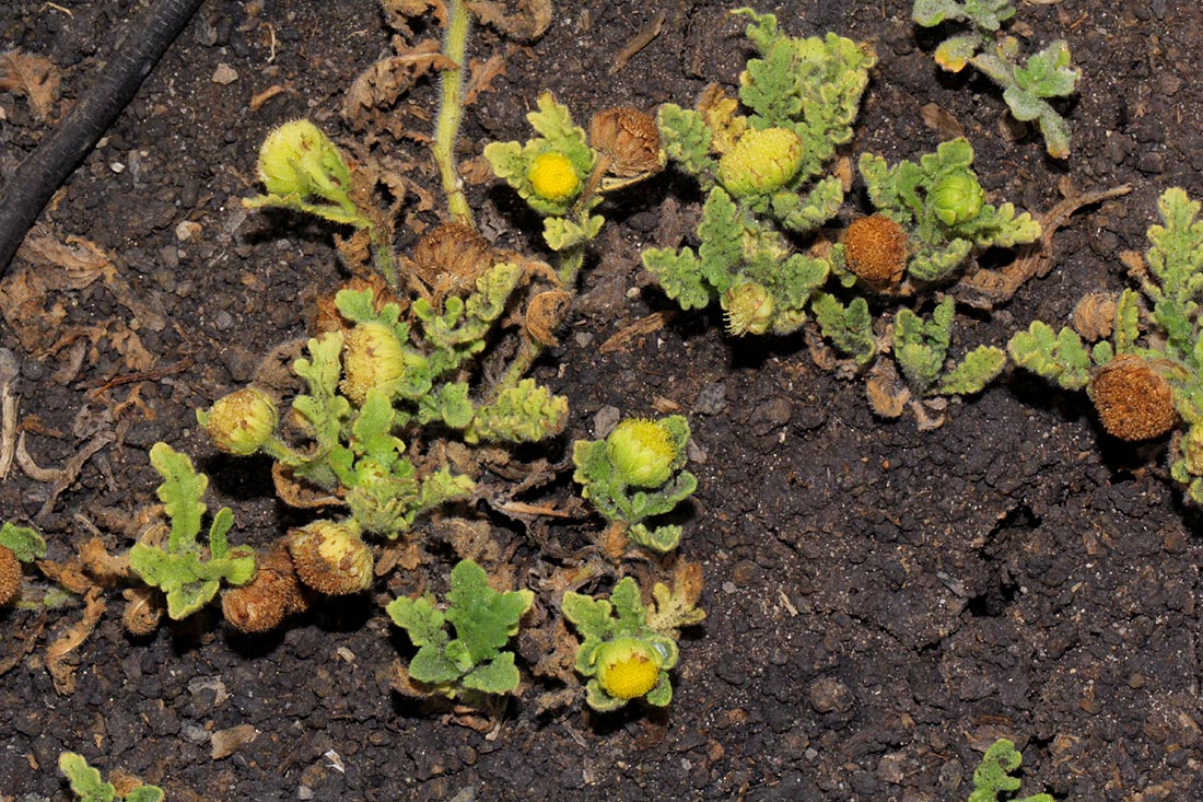 Grangea maderaspatana Grangea maderaspatana