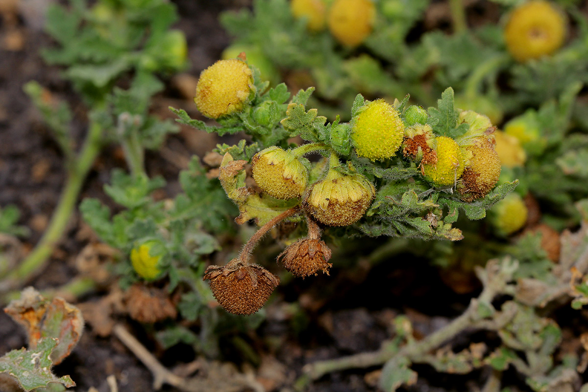 Grangea maderaspatana Grangea maderaspatana