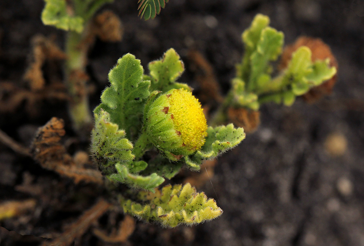 Grangea maderaspatana Grangea maderaspatana