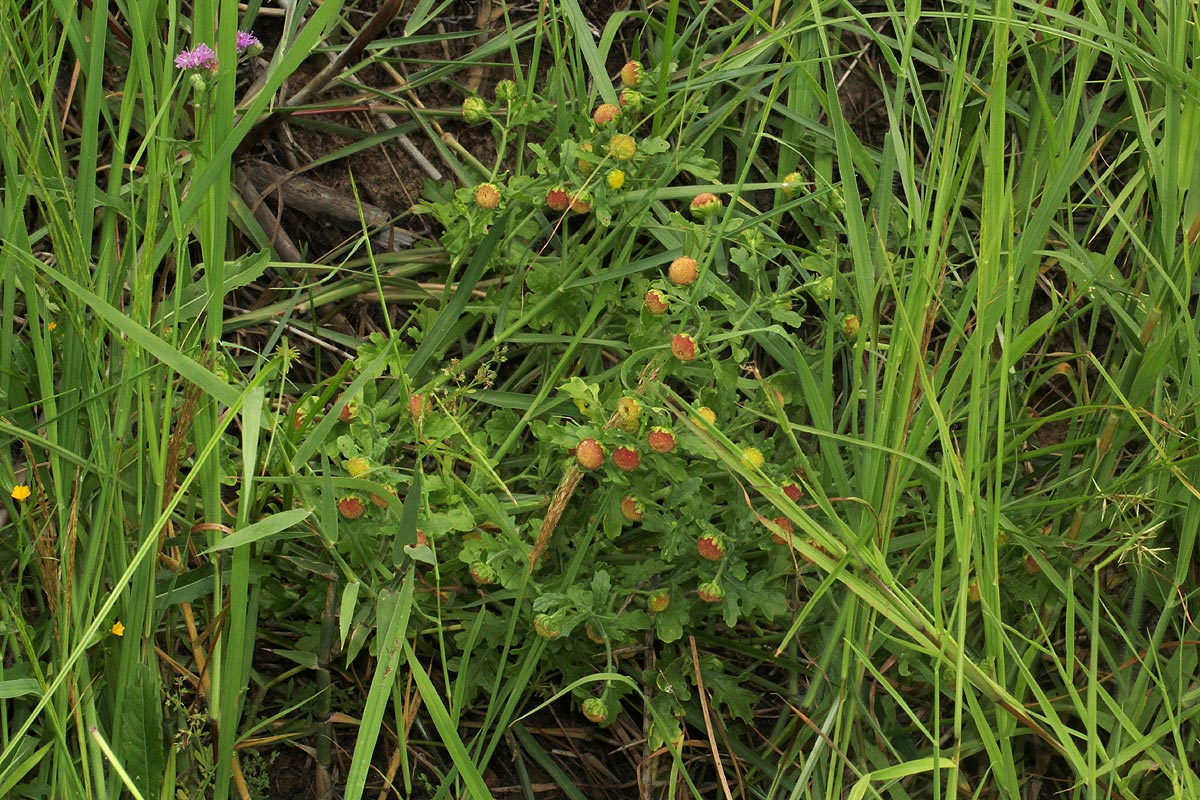 Grangea maderaspatana Grangea maderaspatana