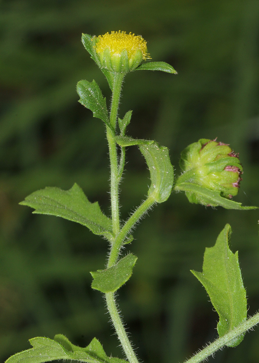 Grangea maderaspatana Grangea maderaspatana