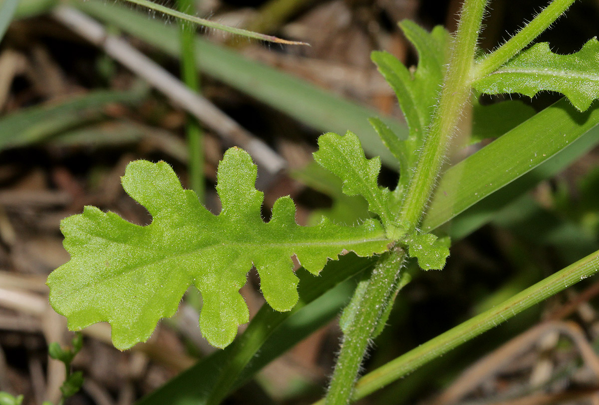 Grangea maderaspatana Grangea maderaspatana