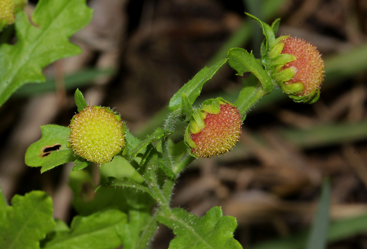 Grangea maderaspatana Grangea maderaspatana