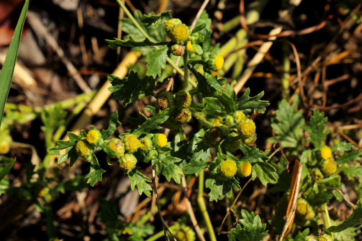 Grangea maderaspatana Grangea maderaspatana