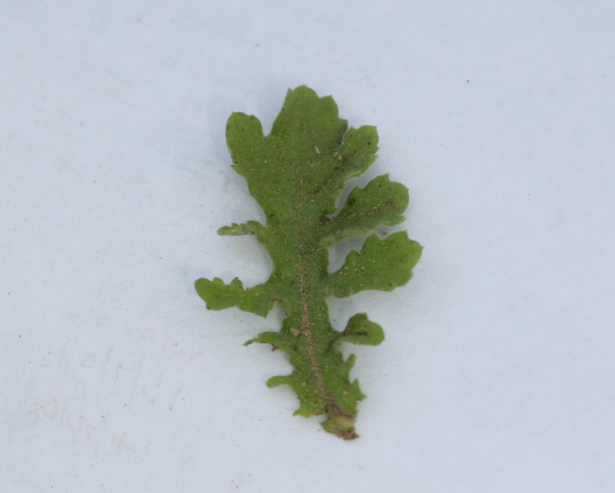 Grangea maderaspatana Grangea maderaspatana