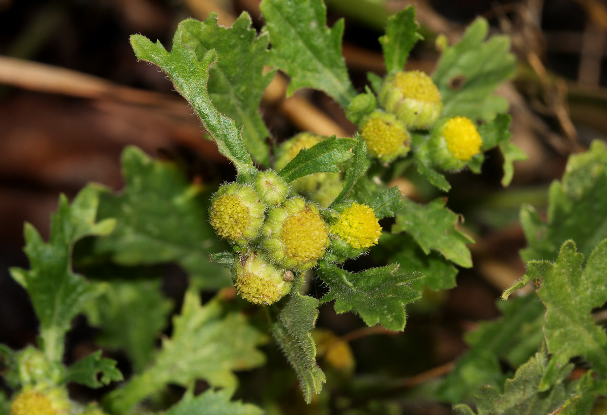 Grangea maderaspatana Grangea maderaspatana