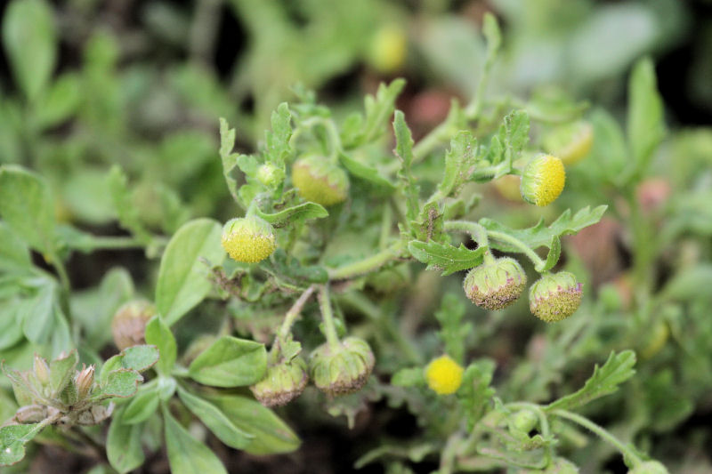 Grangea maderaspatana Grangea maderaspatana