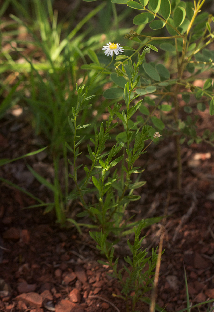 Felicia clavipilosa subsp. clavipilosa Felicia clavipilosa subsp. clavipilosa