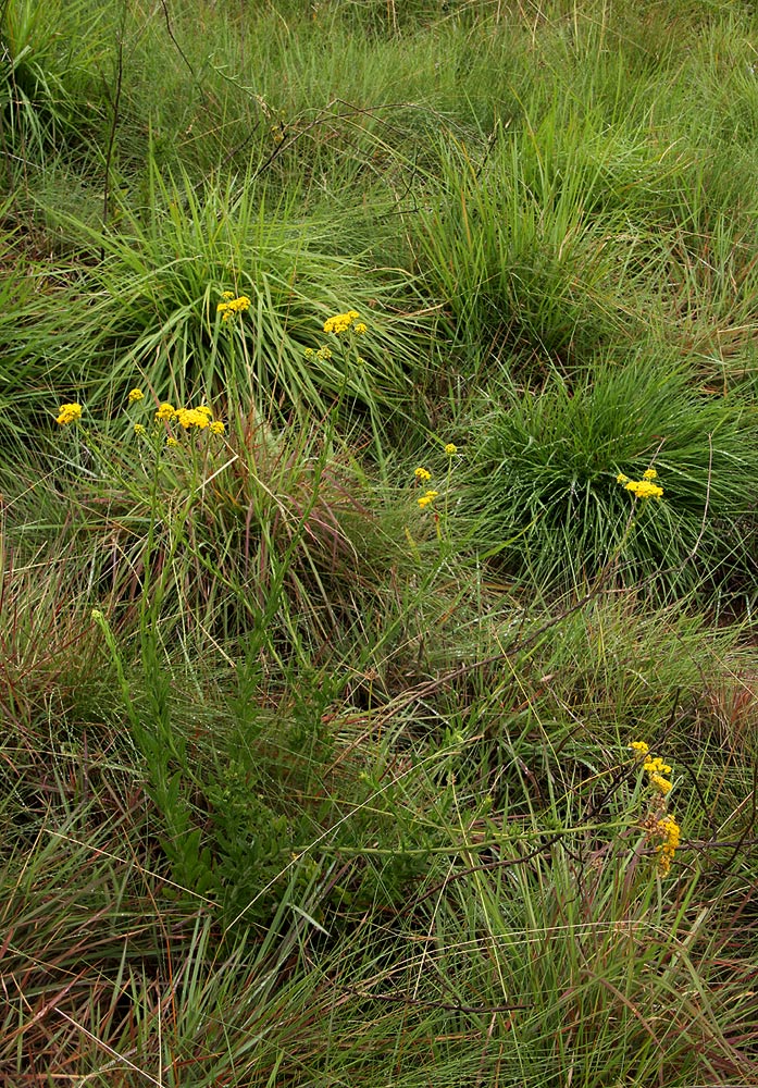 Nidorella auriculata subsp. auriculata Nidorella auriculata subsp. auriculata
