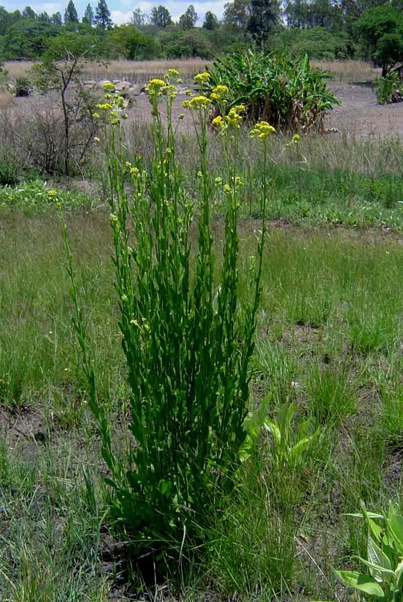 Nidorella auriculata subsp. auriculata Nidorella auriculata subsp. auriculata
