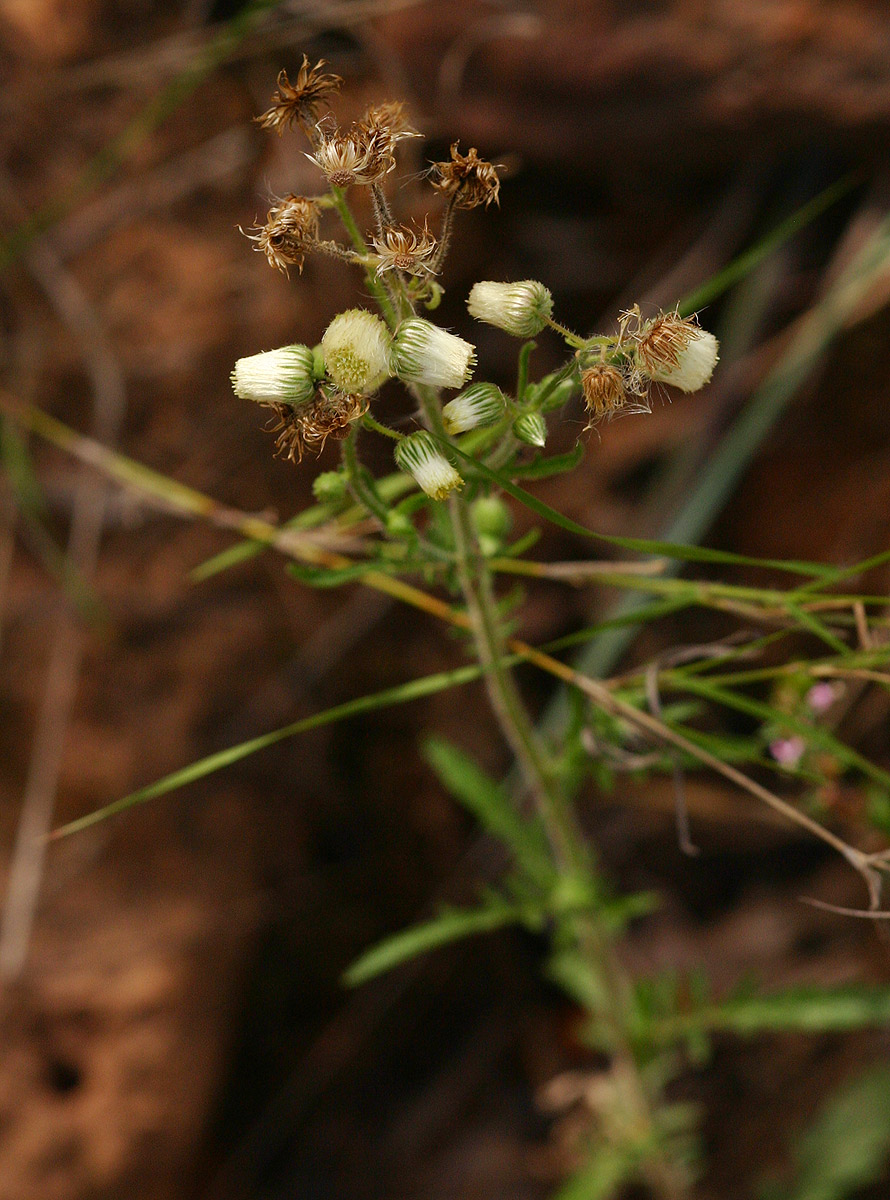 Nidorella aegyptiaca Nidorella aegyptiaca