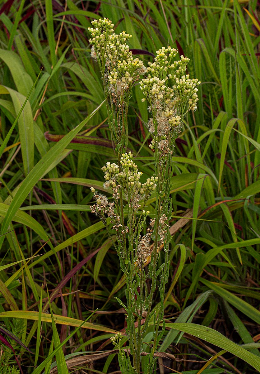Eschenbachia stricta Eschenbachia stricta