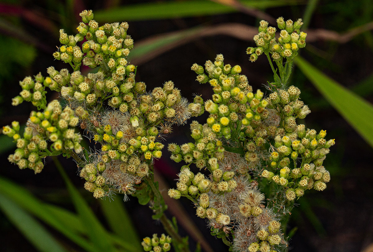 Eschenbachia stricta Eschenbachia stricta