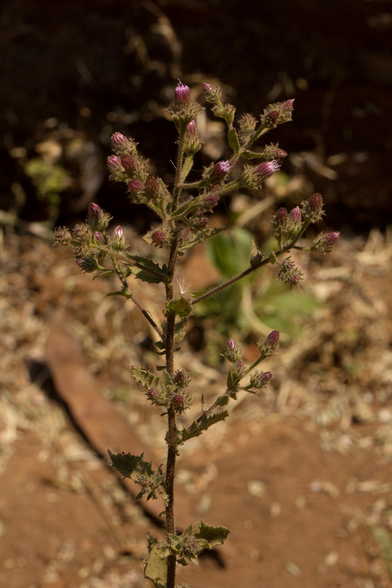 Pseudoconyza viscosa Pseudoconyza viscosa
