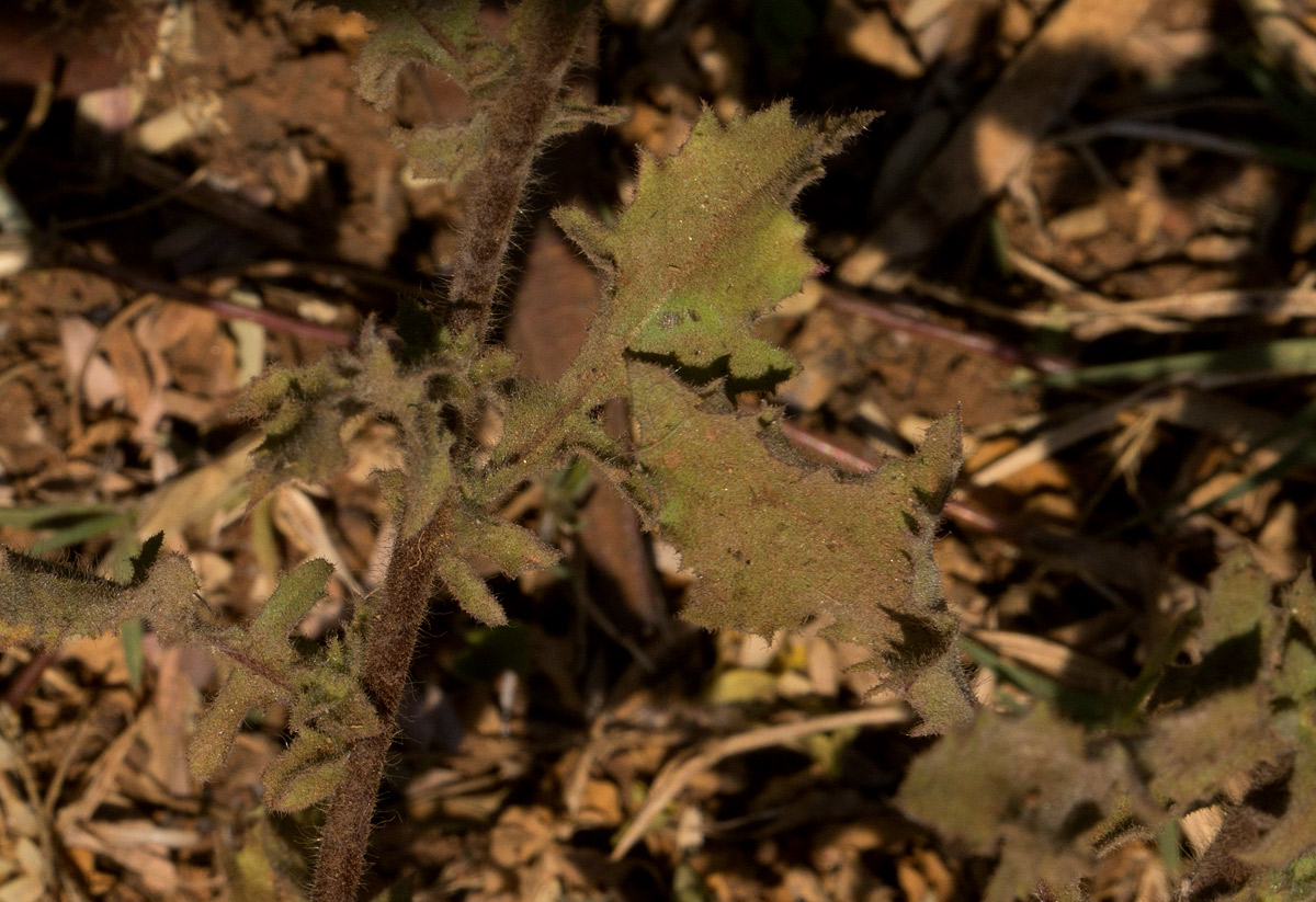 Pseudoconyza viscosa Pseudoconyza viscosa