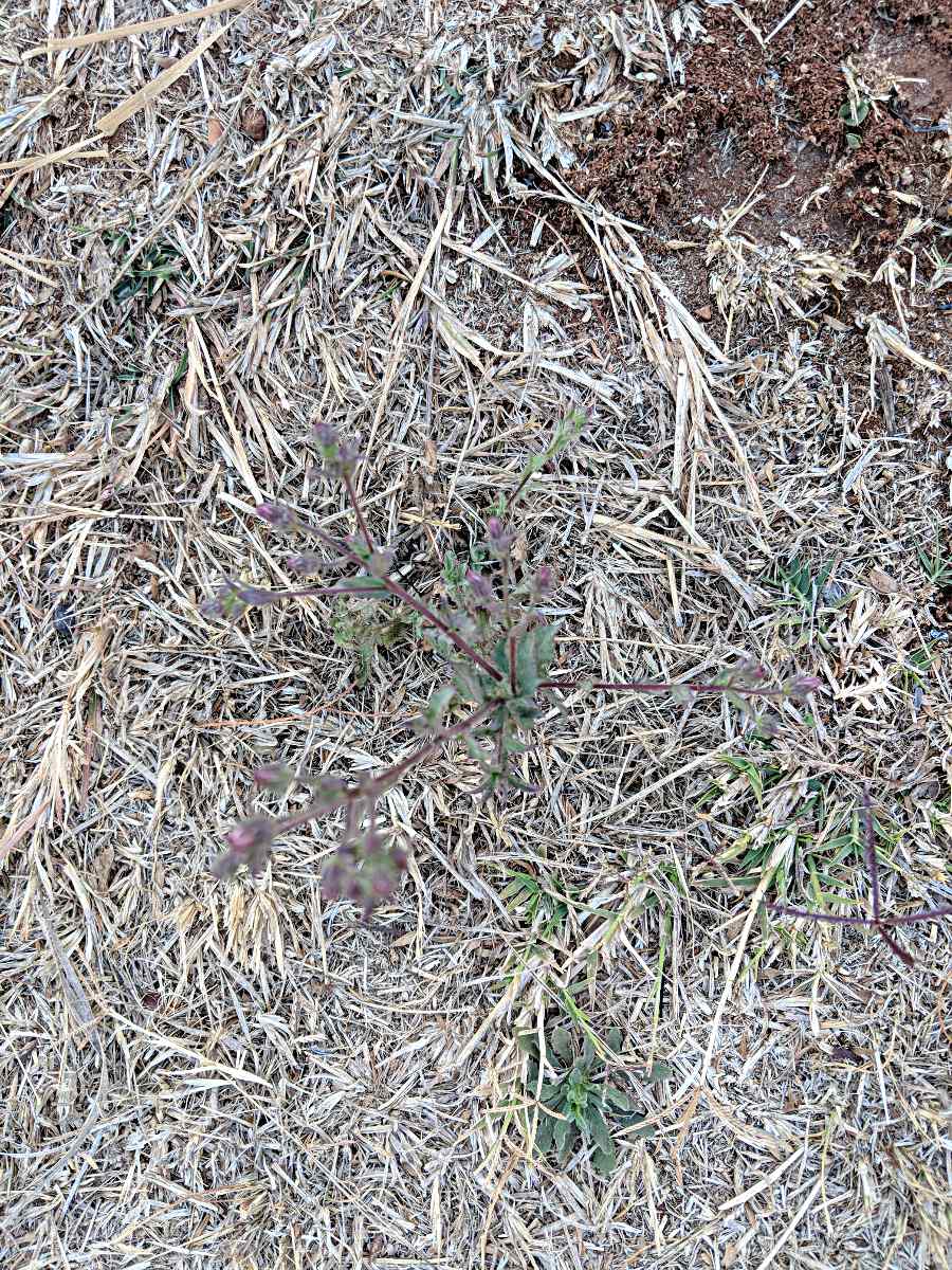 Pseudoconyza viscosa Pseudoconyza viscosa