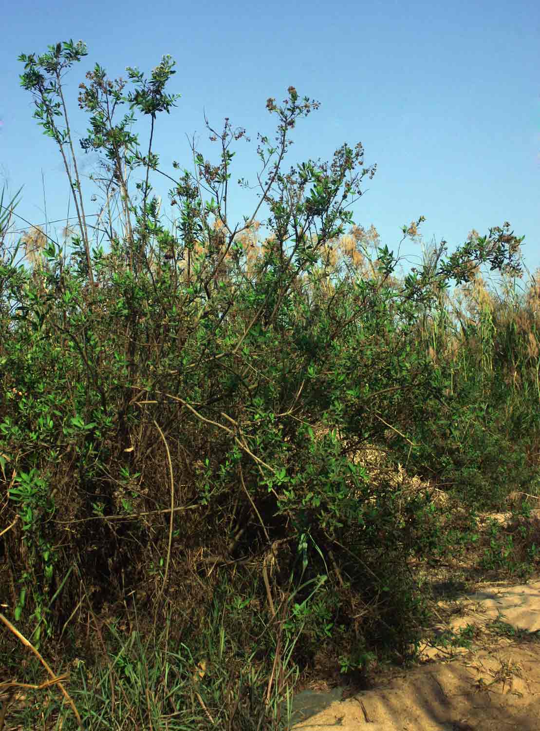 Pluchea dioscoridis Pluchea dioscoridis