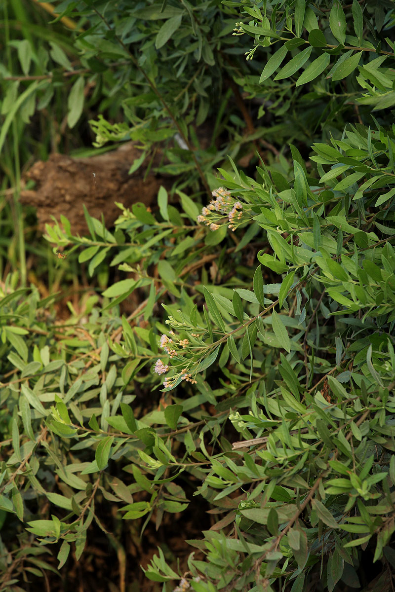 Pluchea dioscoridis Pluchea dioscoridis