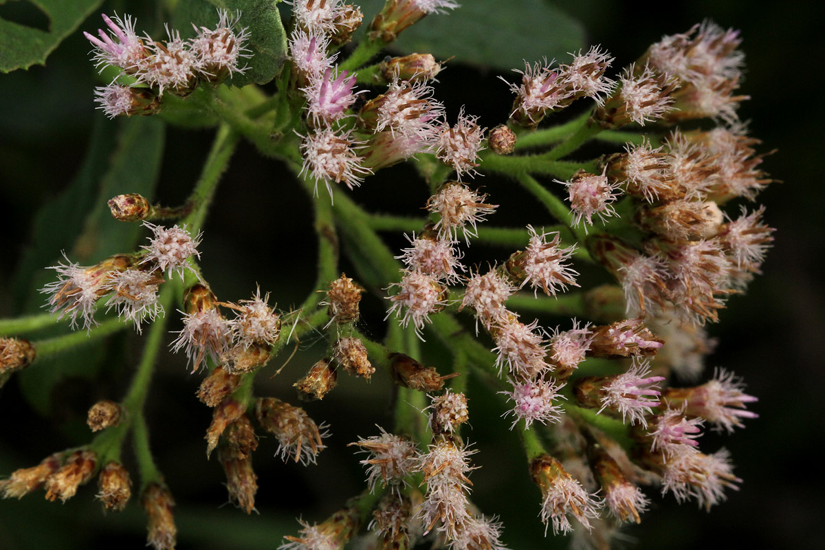 Pluchea dioscoridis Pluchea dioscoridis