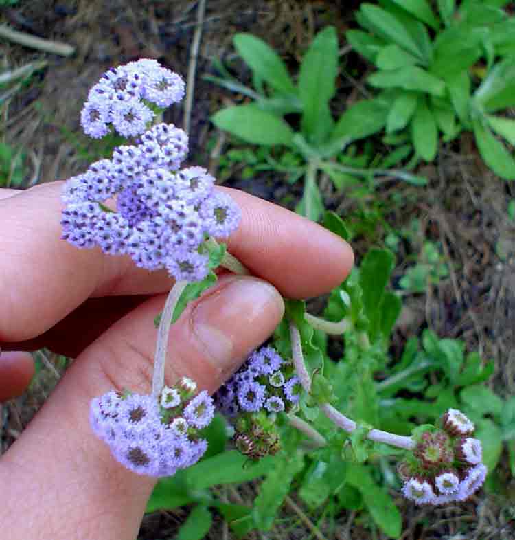 Denekia capensis Denekia capensis