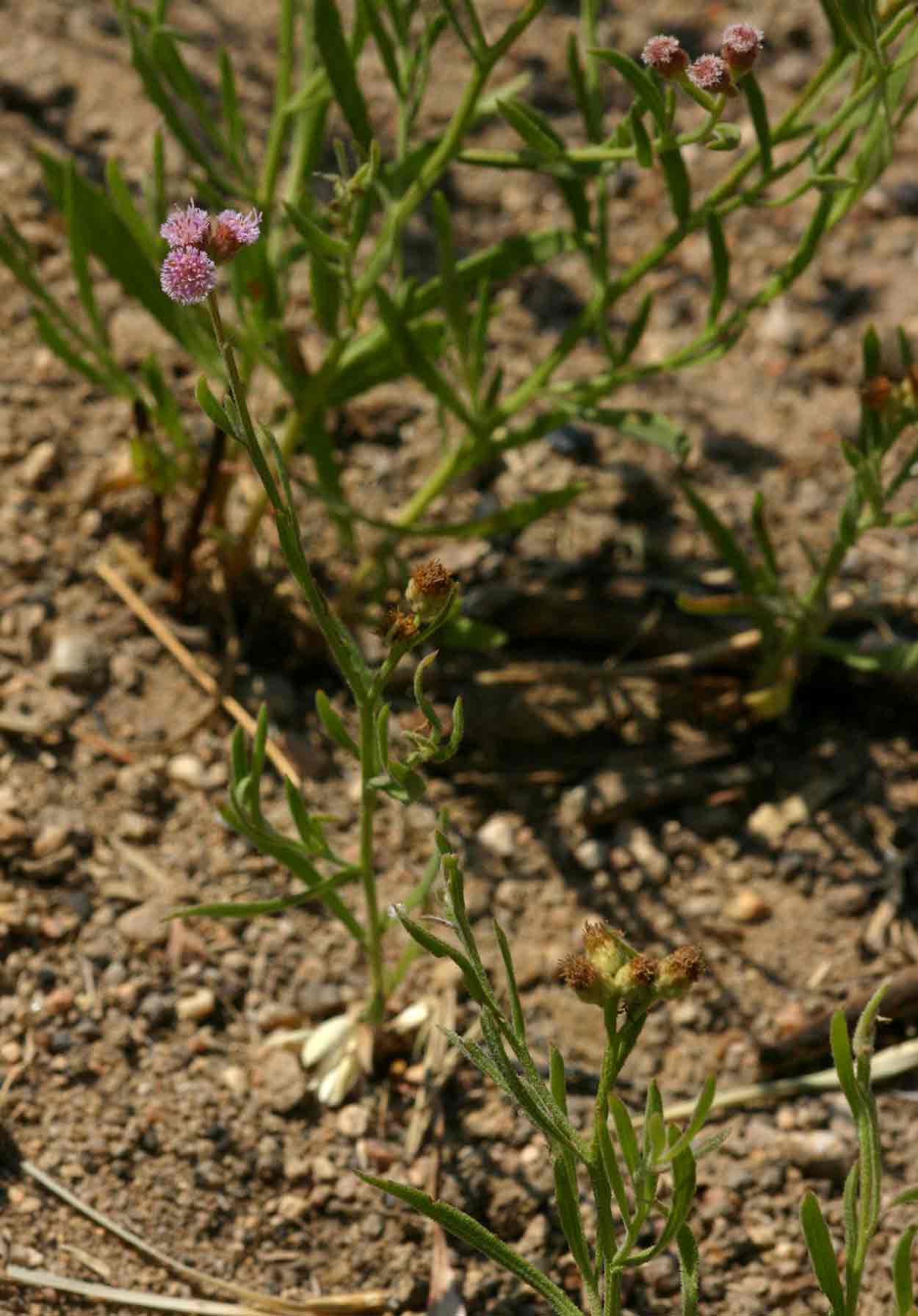 Litogyne gariepina Litogyne gariepina