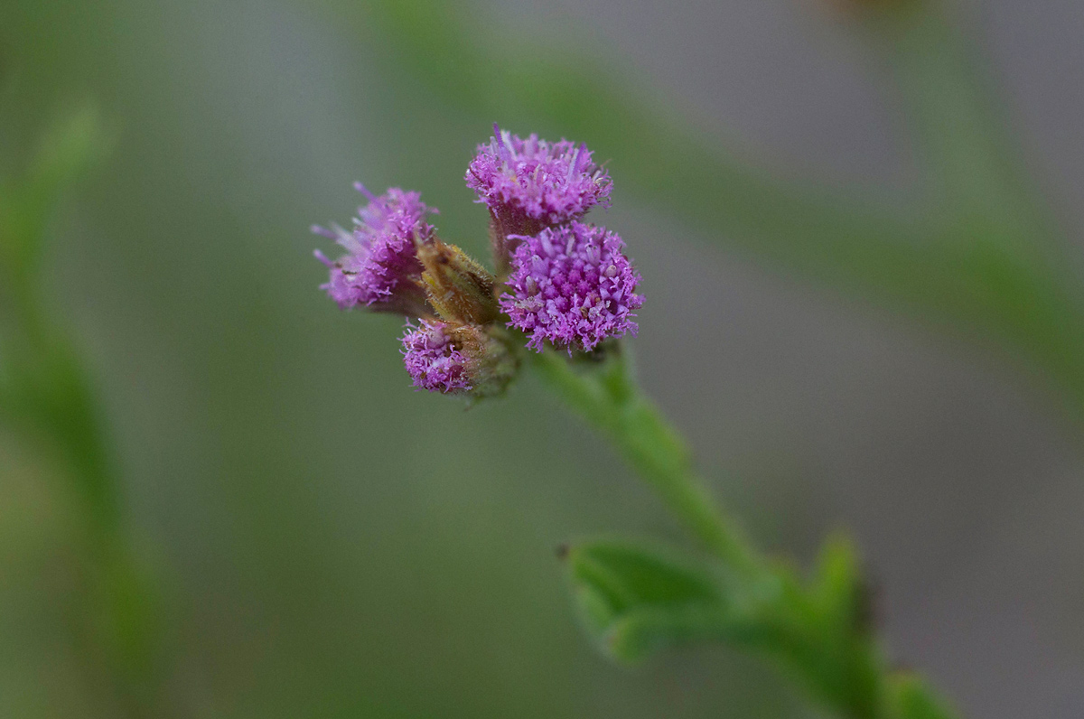Litogyne gariepina Litogyne gariepina