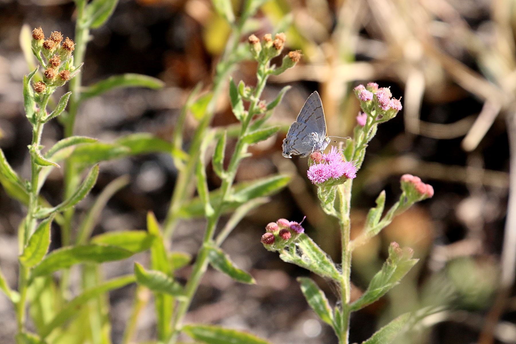 Litogyne gariepina Litogyne gariepina