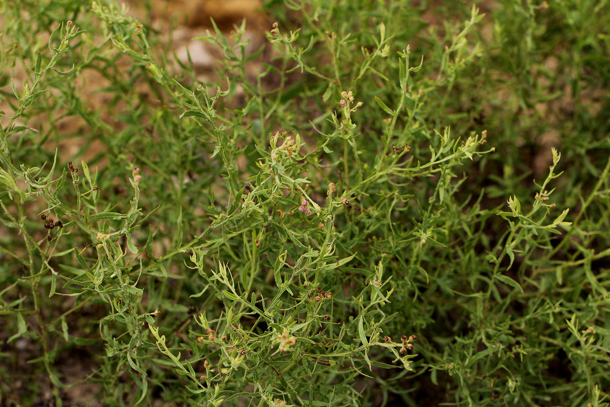 Litogyne gariepina Litogyne gariepina