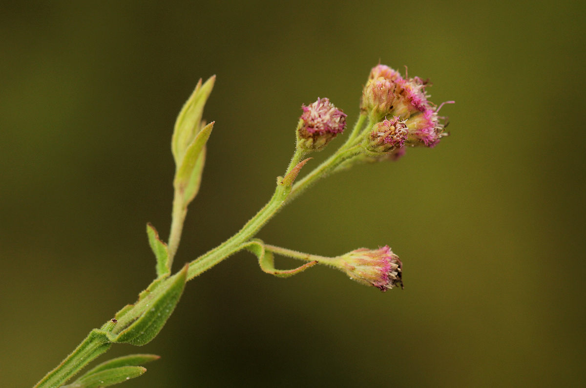 Litogyne gariepina Litogyne gariepina