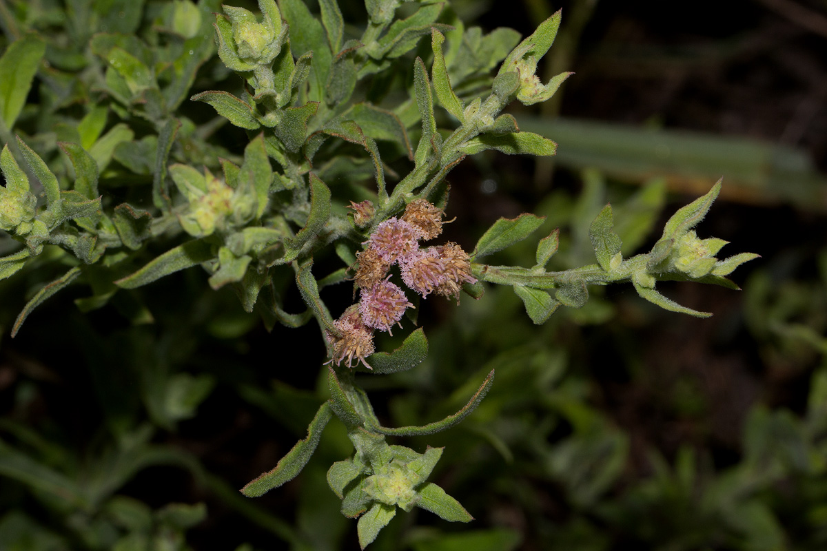 Litogyne gariepina Litogyne gariepina