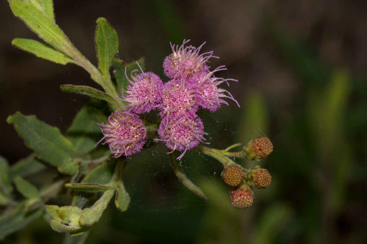 Litogyne gariepina Litogyne gariepina