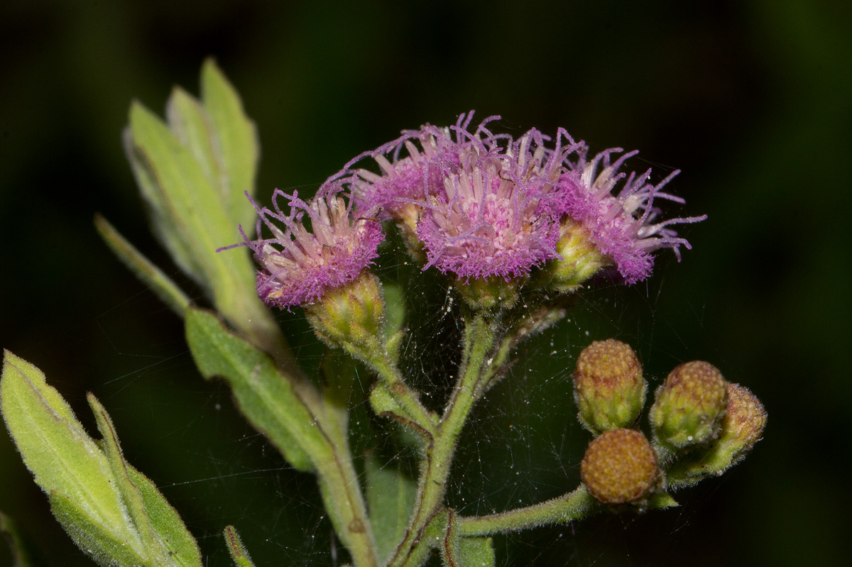 Litogyne gariepina Litogyne gariepina