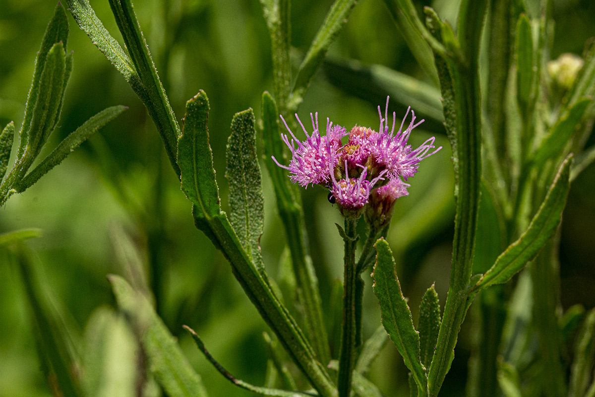 Litogyne gariepina Litogyne gariepina