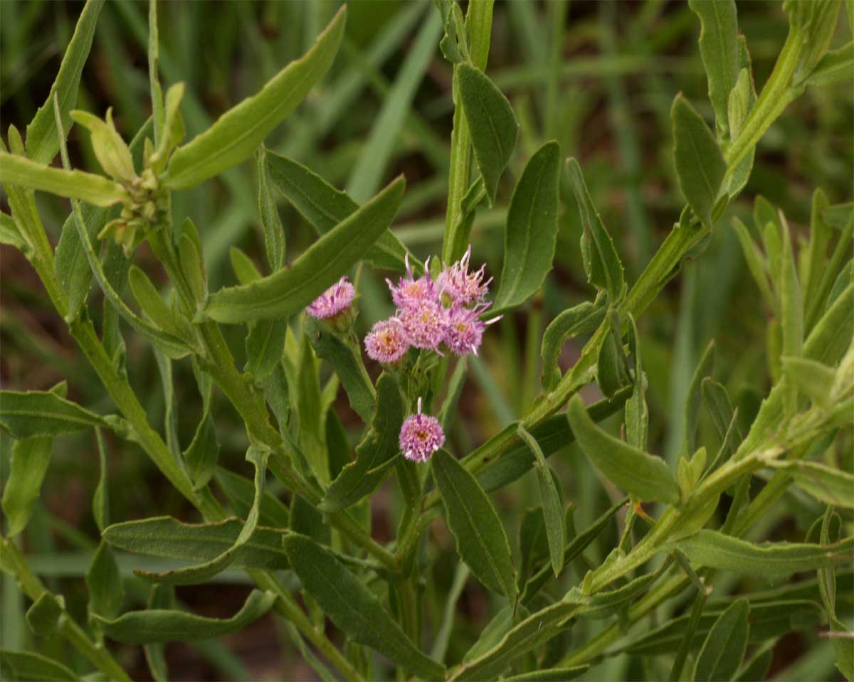 Litogyne gariepina Litogyne gariepina