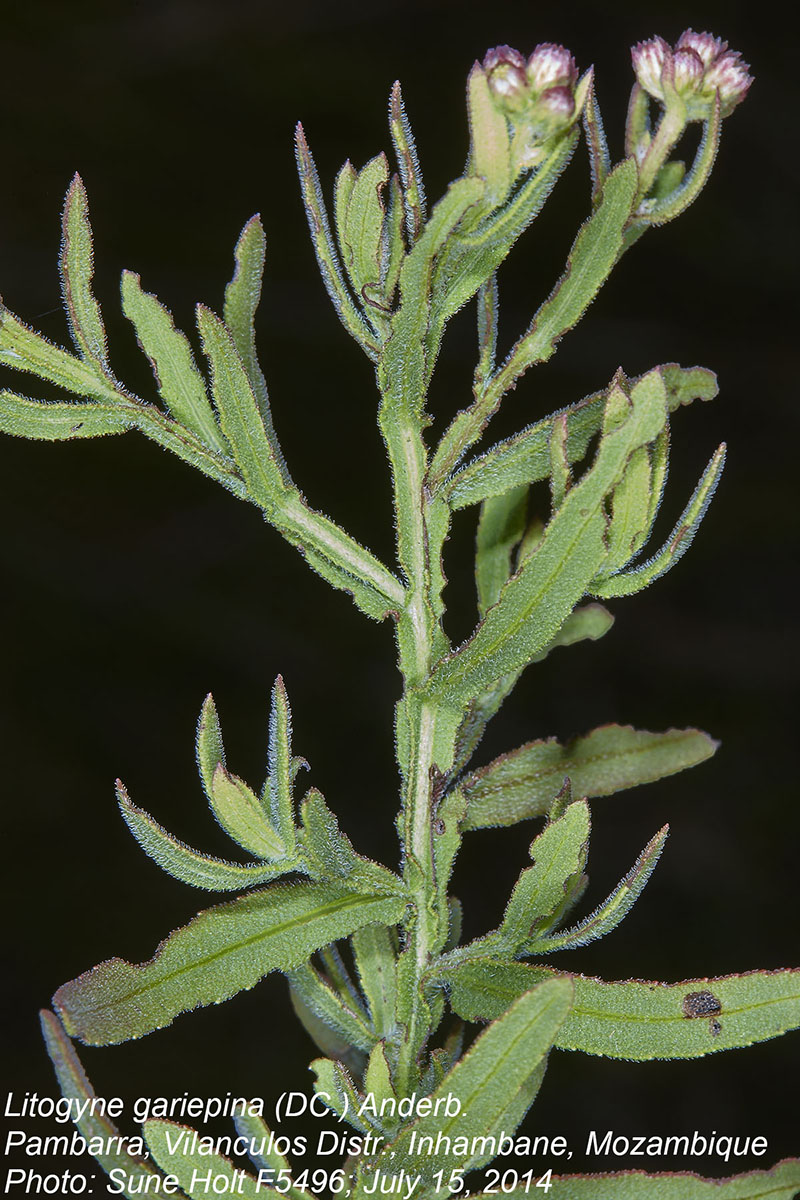 Litogyne gariepina Litogyne gariepina