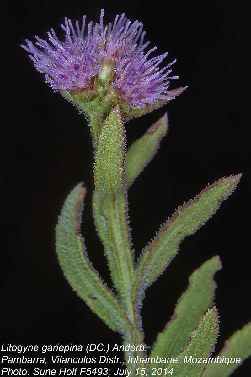 Litogyne gariepina Litogyne gariepina