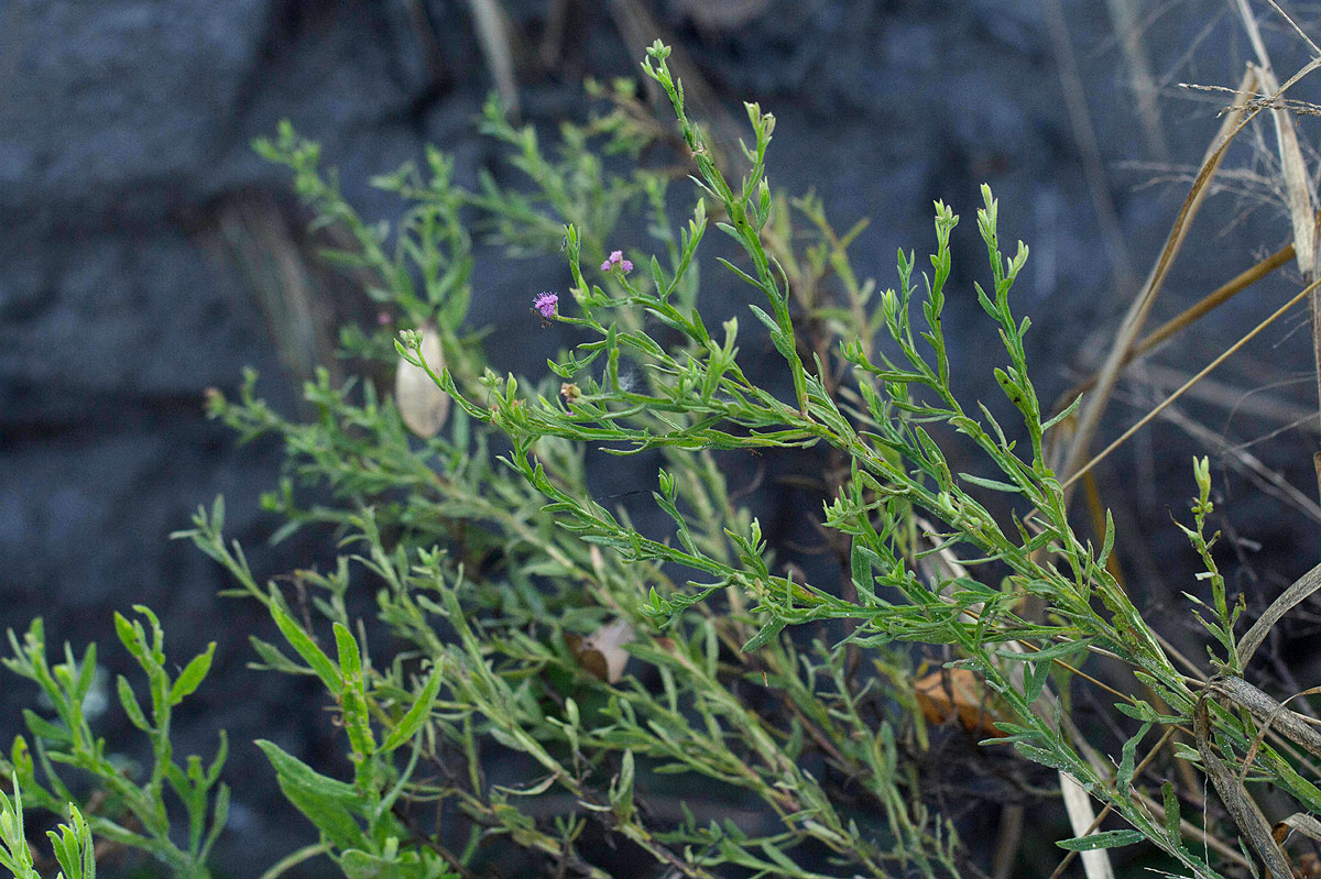 Litogyne gariepina Litogyne gariepina