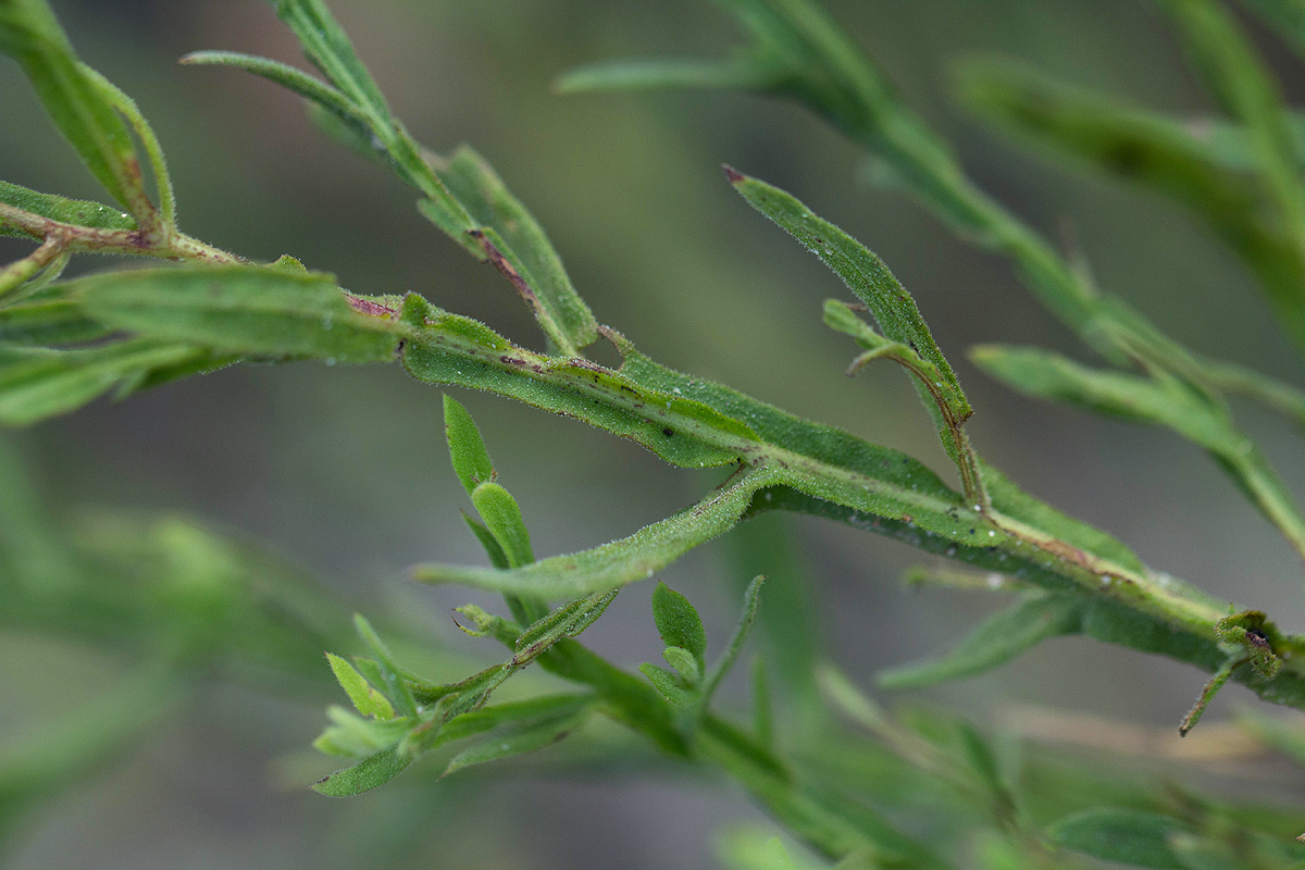 Litogyne gariepina Litogyne gariepina