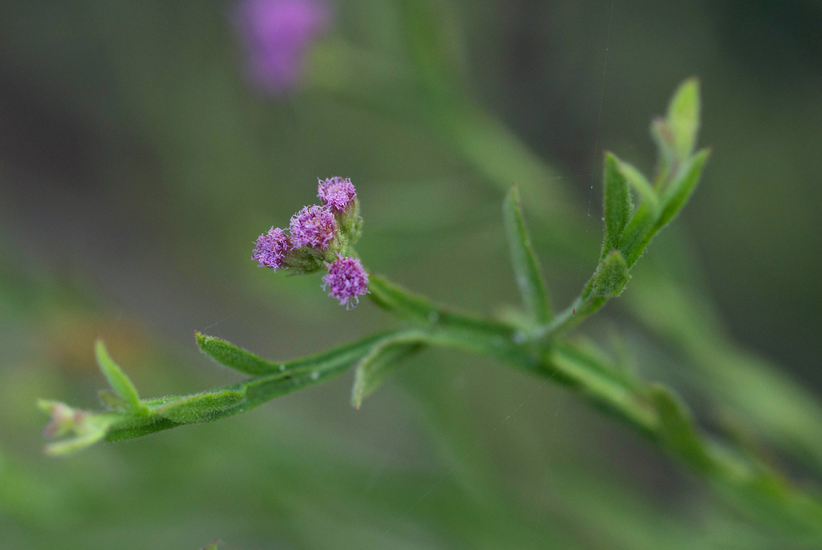 Litogyne gariepina Litogyne gariepina