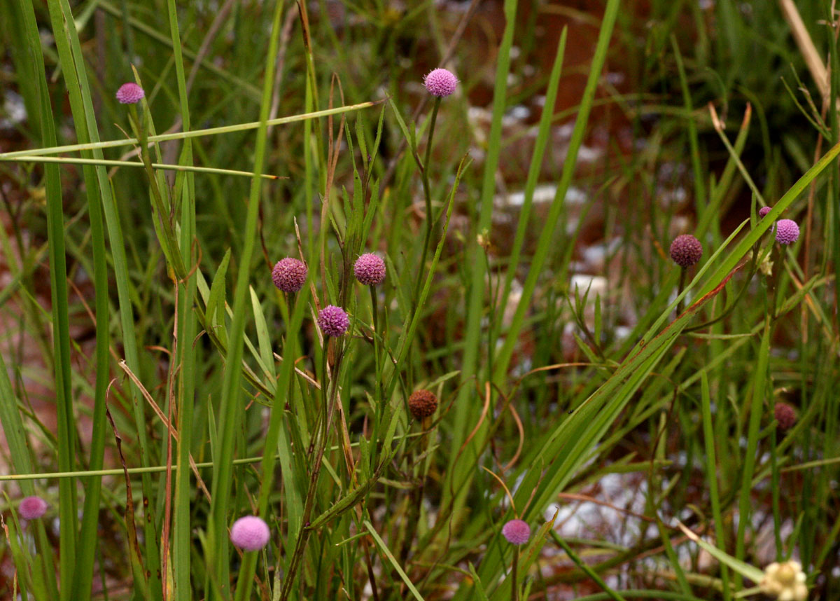 Sphaeranthus randii var. randii Sphaeranthus randii var. randii