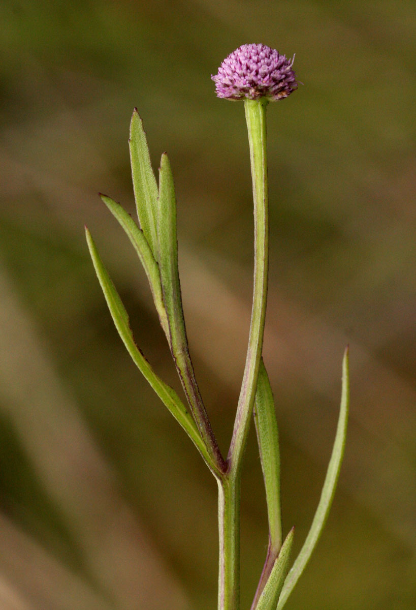 Sphaeranthus randii var. randii Sphaeranthus randii var. randii