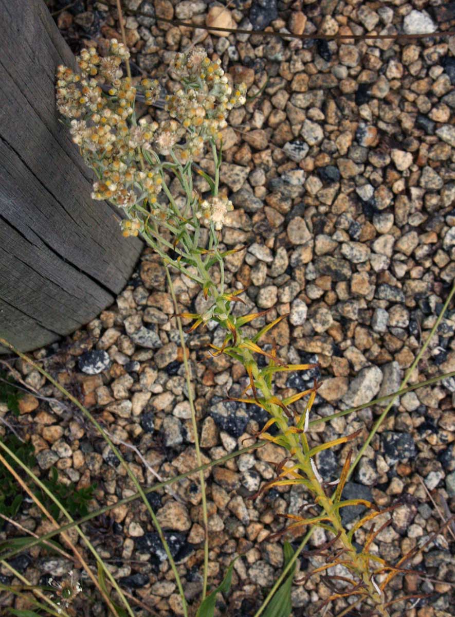 Pseudognaphalium oligandrum Pseudognaphalium oligandrum