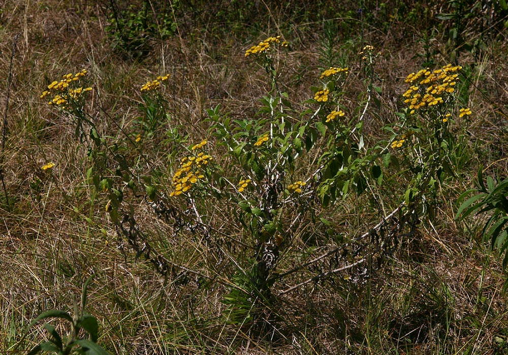 Helichrysum goetzeanum Helichrysum goetzeanum