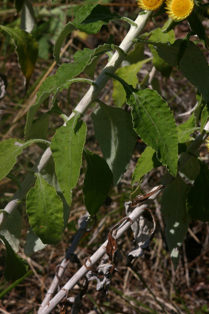 Helichrysum goetzeanum Helichrysum goetzeanum