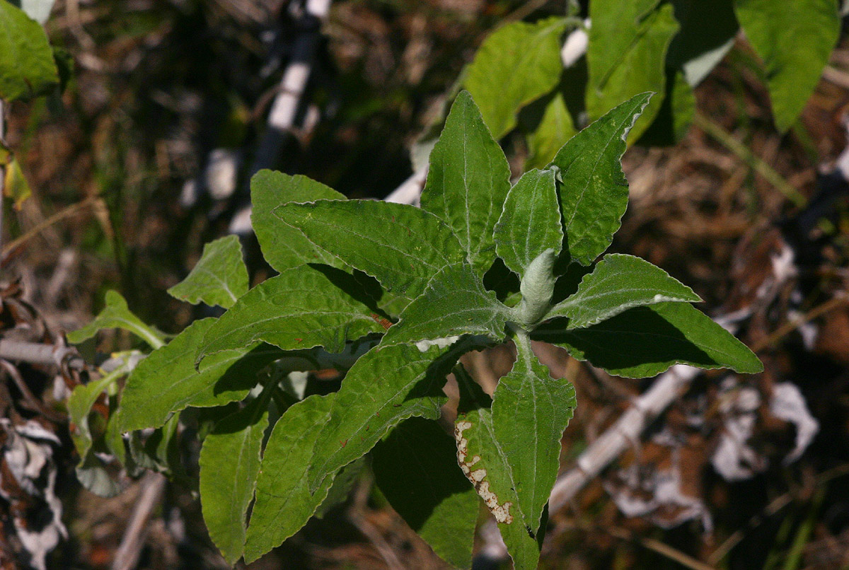Helichrysum goetzeanum Helichrysum goetzeanum