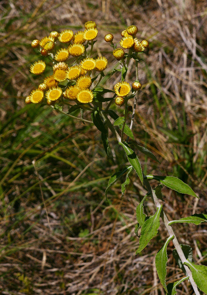 Helichrysum goetzeanum Helichrysum goetzeanum