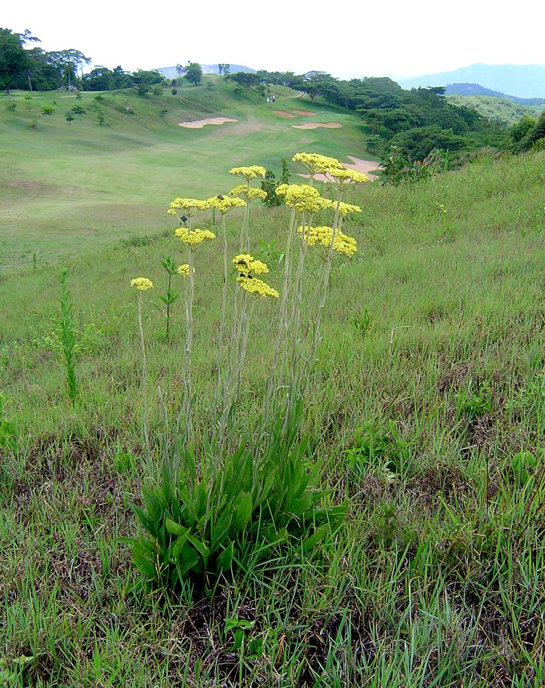 Helichrysum nudifolium var. nudifolium Helichrysum nudifolium var. nudifolium