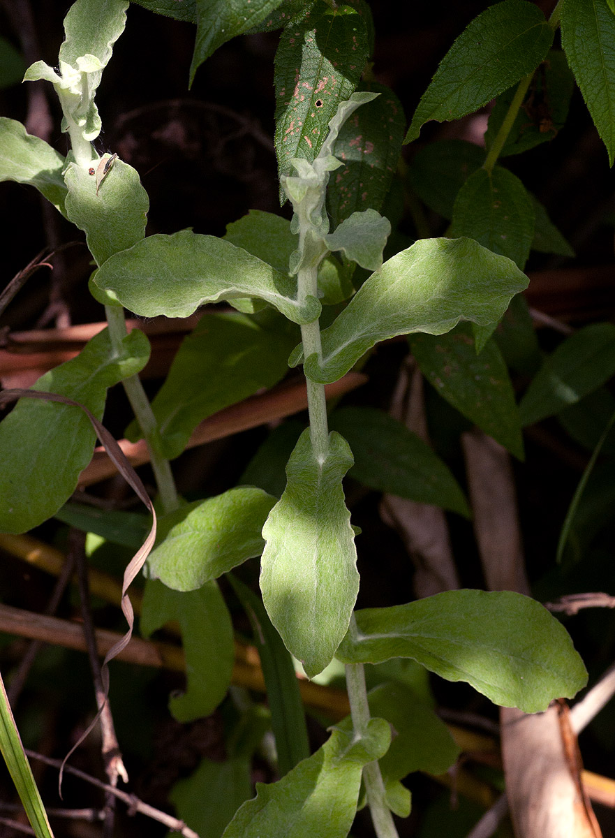Helichrysum panduratum var. panduratum Helichrysum panduratum var. panduratum