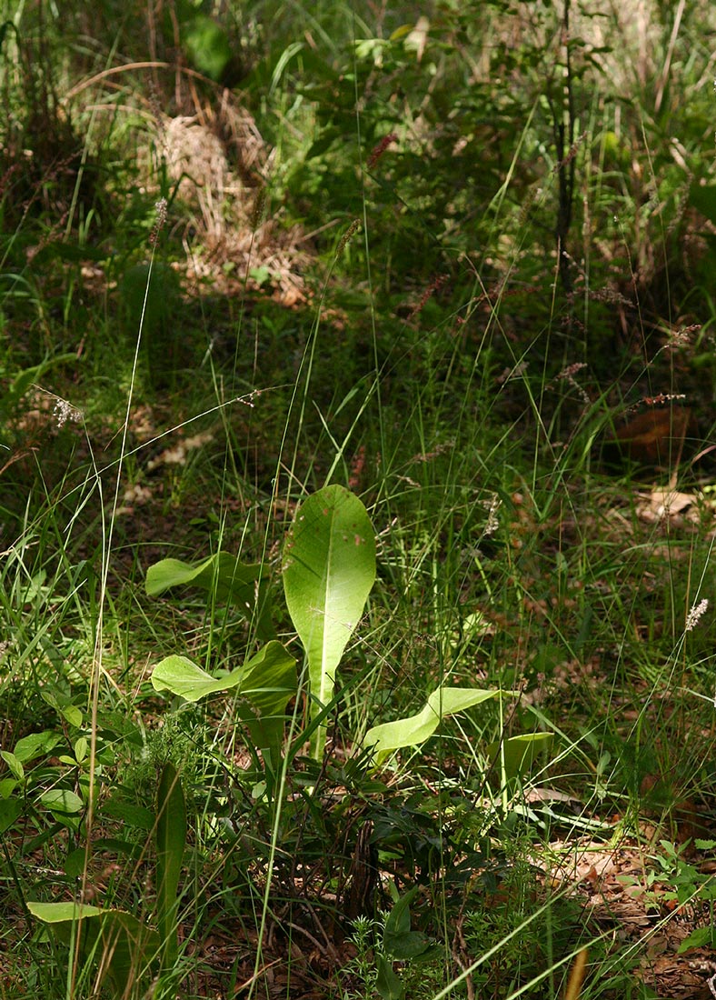 Inula glomerata Inula glomerata